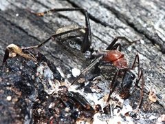 Camponotus ephippium