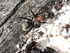 Camponotus ephippium