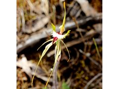 Caladenia tensa