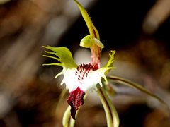Caladenia tensa