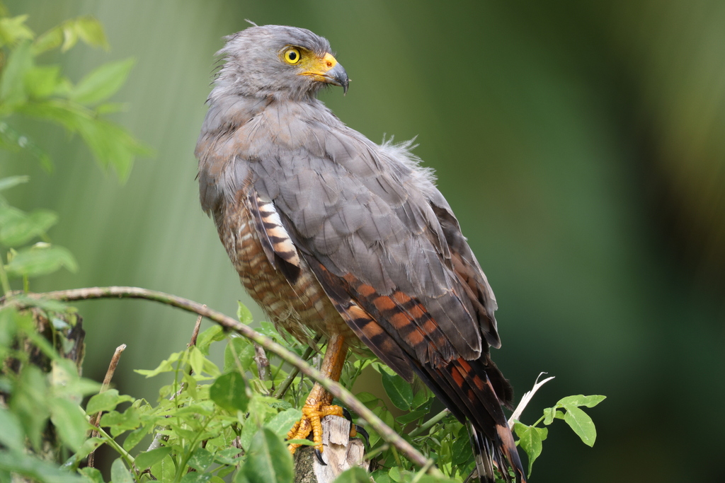 Roadside Hawk