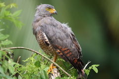 Roadside Hawk photo 4