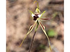 Caladenia tensa