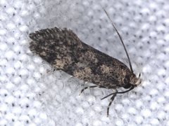 Barea subviridella
