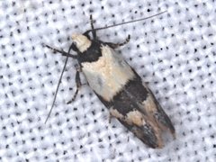 Placocosma resumptella