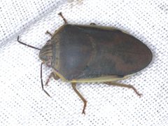 Coleotichus costatus