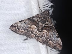 Gastrinodes argoplaca