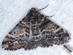 Gastrinodes argoplaca