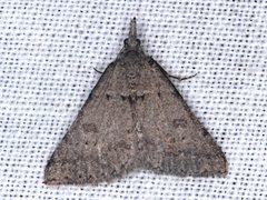 Dichromodes mesogonia