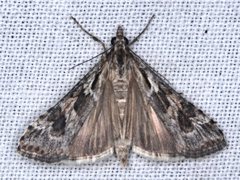 Nomophila corticalis