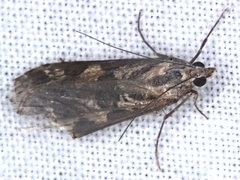 Nomophila corticalis
