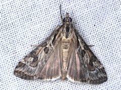 Nomophila corticalis