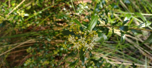 Image of Nematolepis squamea by no rights reserved
