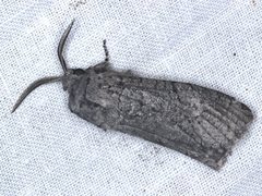 Culama australis