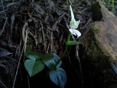 Disperis anthoceros