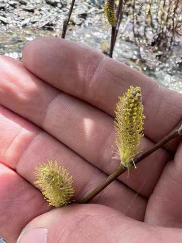 Image of Salix breweri by (c) Steve Matson, some rights reserved (CC BY)