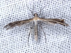 Stangeia xerodes