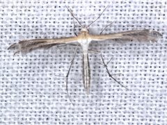 Stangeia xerodes