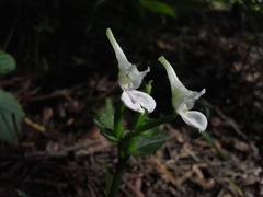 Disperis anthoceros
