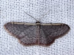 Idaea costaria