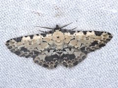 Sandava scitisignata