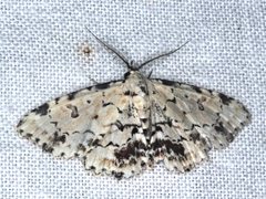 Sandava scitisignata