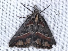 Dichromodes cirrhoplaca