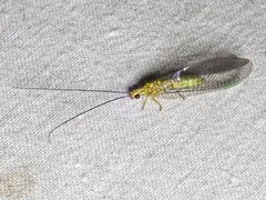 Calochrysa extranea