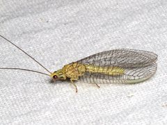 Calochrysa extranea