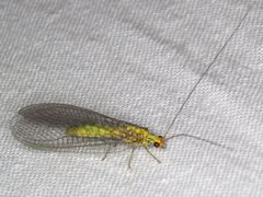 Calochrysa extranea