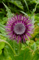 Cirsium kamtschaticum
