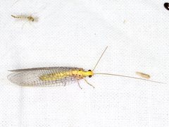 Calochrysa extranea