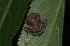 Angaeus rhombifer