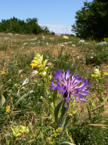 Centaurea fuscomarginata, photograph 4