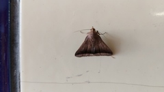 Lepidoptera