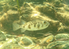 Contusus brevicaudus