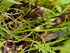 Centrolepis aristata