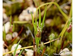 Centrolepis aristata