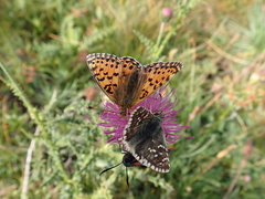 Boloria graeca