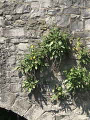 Hieracium amplexicaule