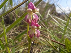 Disperis stenoplectron