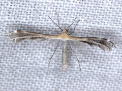 Stangeia xerodes