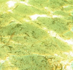 Platycephalidae