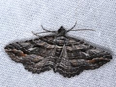 Chrysolarentia severata