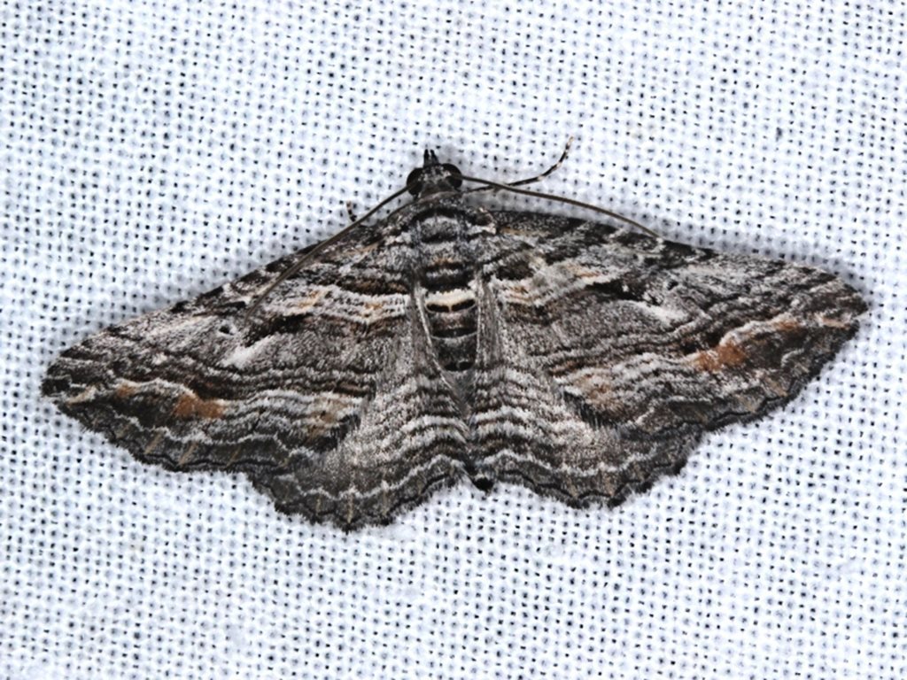 Finely-lined Carpet