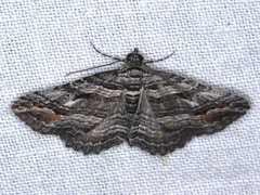 Chrysolarentia severata