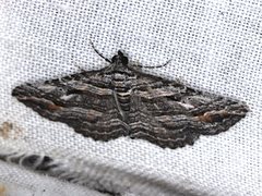 Chrysolarentia severata