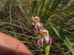 Disperis stenoplectron