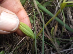 Disperis stenoplectron