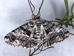 Gastrinodes argoplaca